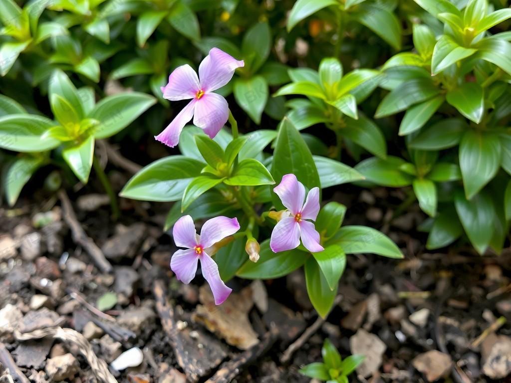节点：连接与网络的核心